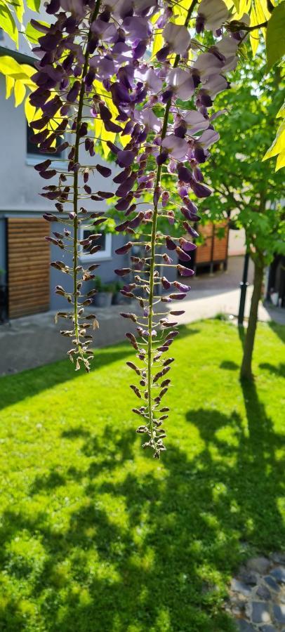 Apartment Rose Fritzlar Exteriör bild